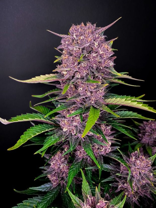 Fast Buds Cannabis Seeds Purple Lemonade Auto
