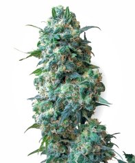 Sensi Seeds Cannabis Seeds Afghan Kush Regular by White Label, 10 pcs