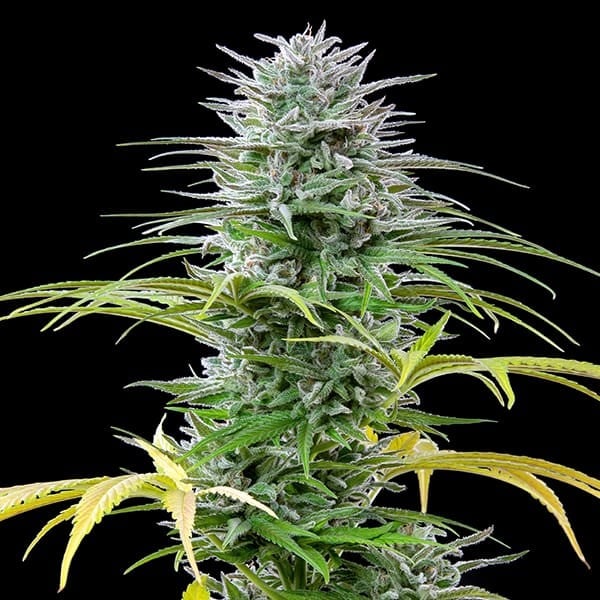 Royal Queen Seeds Cannabis Seeds Speedy Chile - Fast Feminized