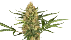 Sensi Seeds Kaņepju sēklas Melleņu Bubblegum Automatic Feminized, 3-10 gab.
