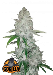 Fast Buds Cannabis Seeds Gorilla Glue Auto