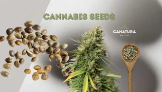 Семена от канабис, растение от канабис и логото на CanaturaWholesale