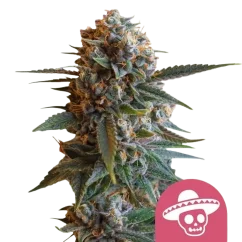 Royal Queen Seeds Cannabis Seeds Mexican Rush Feminized