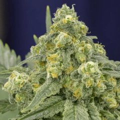 Silent Seeds Classic Cannabis Seeds White Widow Feminized