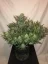 Fast Buds Cannabis Seeds Gorilla Glue Auto