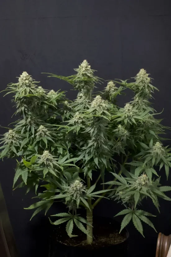 Fast Buds Cannabis Seeds Wedding Cheesecake FF