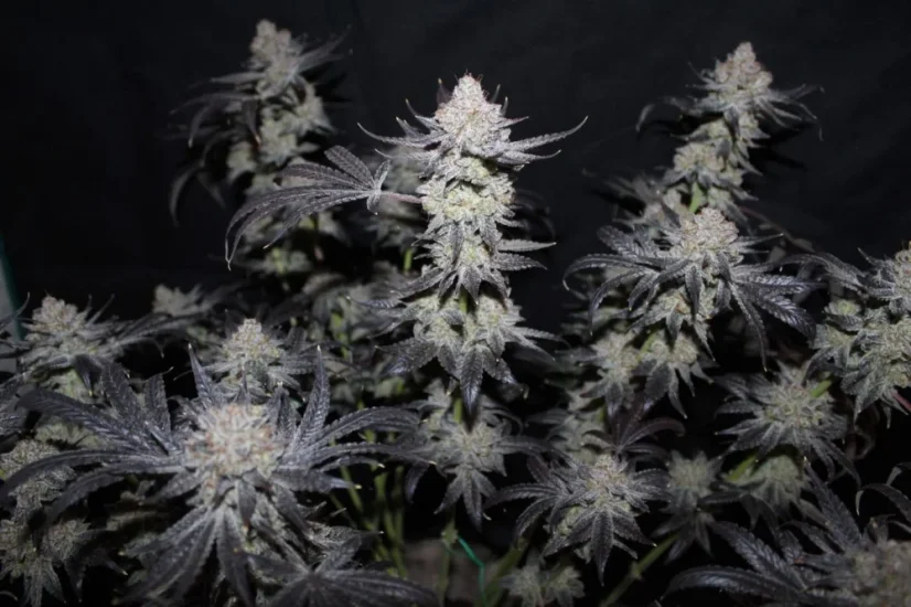 Fast Buds Cannabis Seeds Tropicana Cookies FF