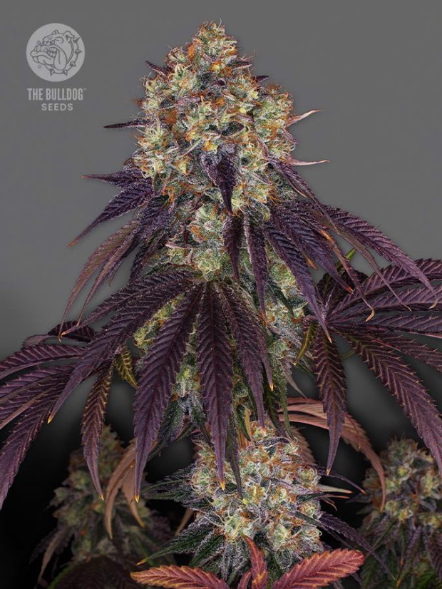 The Bulldog Seeds The Bulldog Gelato 17 Feminized, 3 and 5 pcs