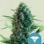 Royal Queen Seeds Cannabis Seeds Royal Medic Feminized (augsts CBD)