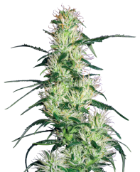Sensi Seeds Cannabis Seeds Purple Haze Feminized by White Label, 3-10 gab.