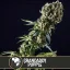 Blimburn Seeds Cannabis Seeds Grandaddy Purple Feminized