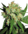 Sensi Seeds Cannabis Sensi Skunk® Regular, 10 pcs