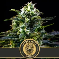 Blimburn Seeds Cannabisfrø Mamba Negra feminiseret