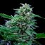 Royal Queen Seeds Cannabis Seeds Stress Killer Auto (augsts CBD)