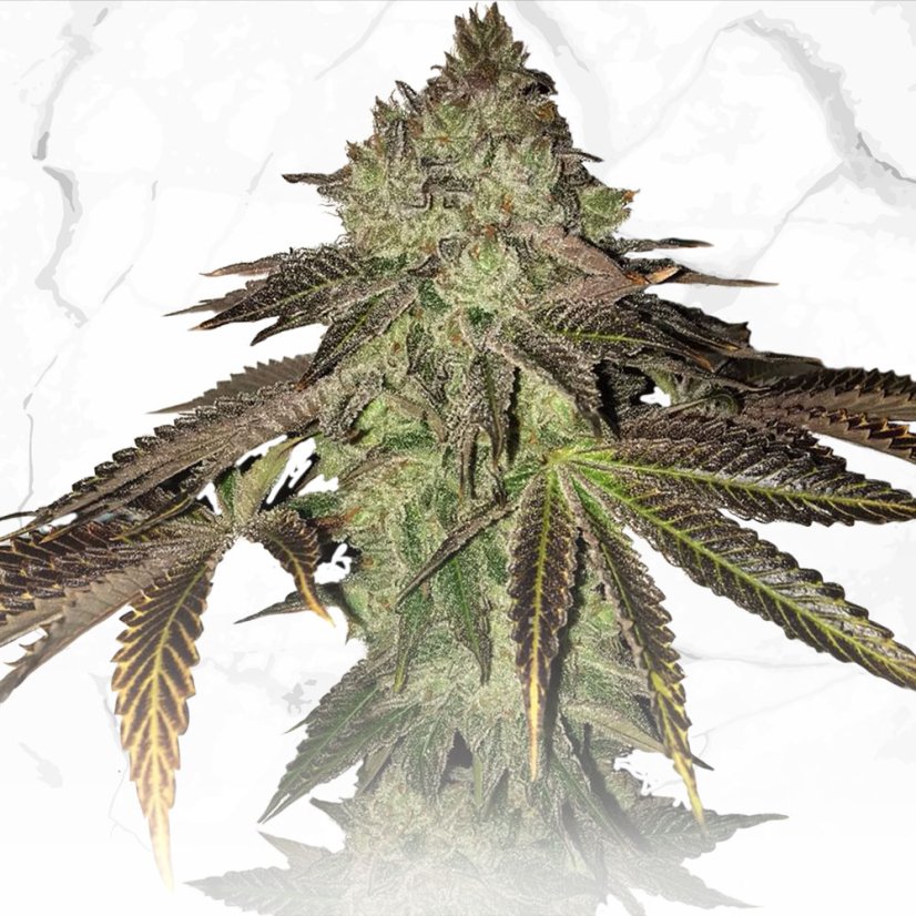 T.H.Seeds™ Cannabis Seeds Limited Regular Edition Gelato 33 X Birthday Cake X SBC, 11 pack