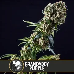 Blimburn Seeds kannabiksen siemenet Grandaddy Purple feminisoidut