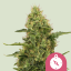 Royal Queen Seeds Cannabis Seeds Northern Light feminizēts