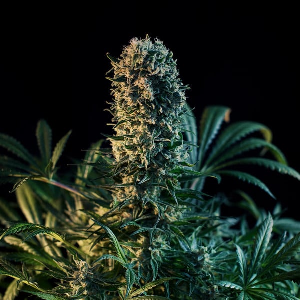 Royal Queen Seeds Cannabis Seeds Royal Medic Feminized (augsts CBD)