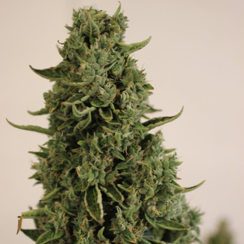 Doctor´s Choice Seeds Doctor's Choice #1 Auto Feminized