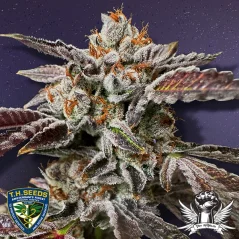 T.H.Seeds™ Nasiona konopi RuntzMattazz, edycja limitowana, opakowanie 2 szt., feminizowane