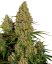 Sensi Seeds Cannabis Seeds Sticky Orange XXL Automatic Feminized, 3-10 kpl