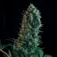 Royal Queen Seeds Cannabis Seeds Royal Medic Feminized (augsts CBD)