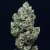 Silent Seeds Cannabis Seeds Critical + 2.0 Auto Feminized