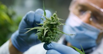 Scientist examines a plant in cannabis that contains the cannabinoid THCP Scientist examines a plant in cannabis that contains the cannabinoid THCP