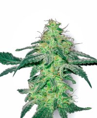 Sensi Seeds Cannabis Seeds White Skunk Regular ar White Label, 10 gab.