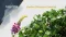 Kudzu (Pueraria lobata, wine bush), supplemented with the CanaturaWholesale logo