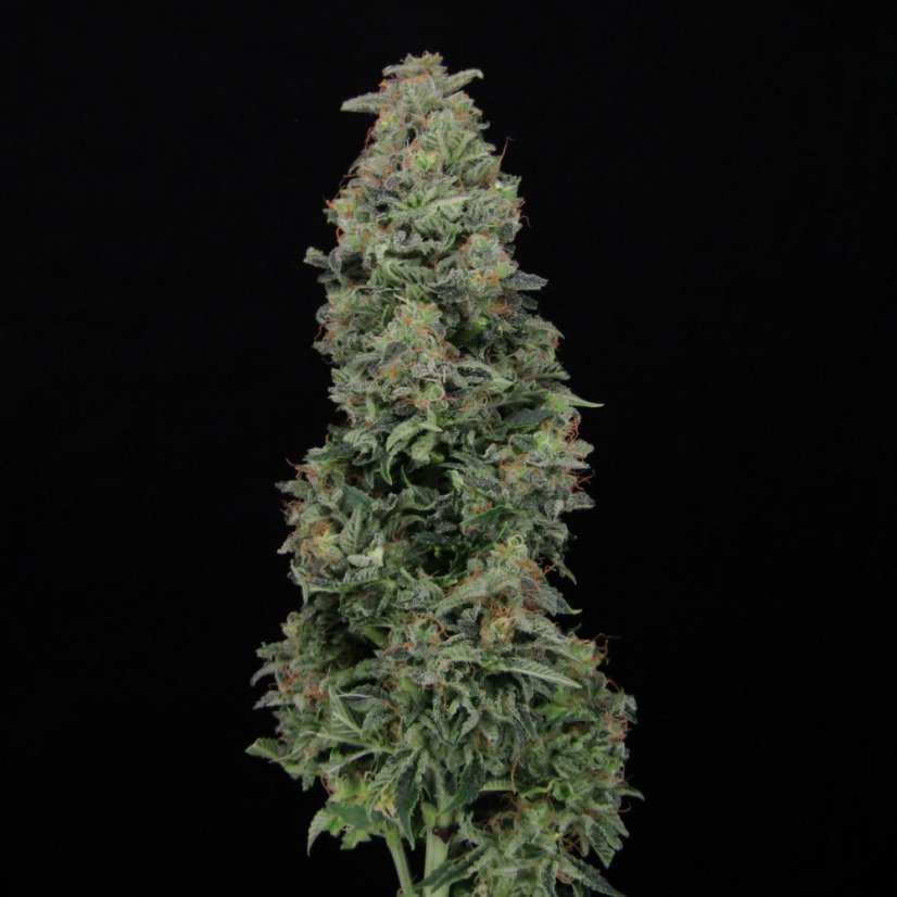 Doctor´s Choice Sēklas Chronic Fast F1 BX Regular