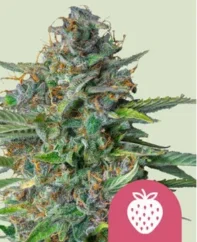 Royal Queen Seeds Kaņepju sēklas zemeņu klepus feminizēts