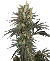 Sensi Seeds Cannabis Seeds Slam Dank Феминизирани