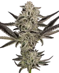 Автоматично цъфтящи семена от канабис Purple Pickle от Sensi Seeds