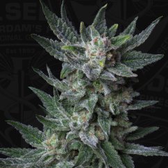 T.H.Seeds™ Cannabis Seeds Auto Bubblegum, various pack, feminized