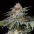 Silent Seeds Cannabis Seeds Lemon Tree Fast By Lemon Tree Feminized