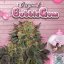T.H.Seeds™ Cannabis Seeds Bubblegum, various pack, feminized