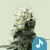 Royal Queen Seeds Semi di Cannabis Dance World Femminizzati (Alto CBD)