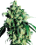 Sensi Seeds Cannabis Super Skunk® Regular, 10 pcs