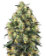 Sensi Seeds Cannabis Seeds Super Skunk Automatic® Feminized, 3-10 pcs