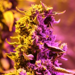 Doctor´s Choice Seeds Doctor's Choice #1 Auto Feminized