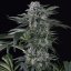 Silent Seeds Cannabis Seeds Moby Dick Auto Feminized