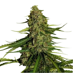 Royal Queen Seeds Cannabis Seeds Gaia F1 Auto