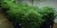 T.H.Seeds™ Cannabis Seeds Skunk XXX, various packs, regular
