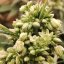 Doctor´s Choice Sēklas Chronic Fast F1 BX Regular
