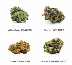Sett ta' kampjuni tal-Fjuri H4CBD - White Widow 30% H4CBD, Blueberry 40% H4CBD, Alien OG 50% H4CBD, Durban Poison 60% H4CBD, 4 x 1 g