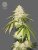 The Bulldog Seeds Joris Pound Cake Feminized, 3 and 5 pcs