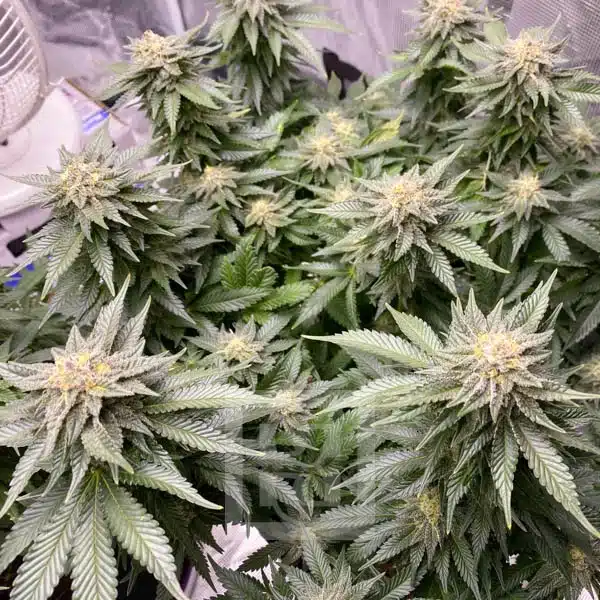 Blimburn Seeds Cannabis Seeds Girl Scout Cookies Feminized