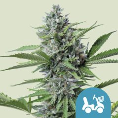 Royal Queen Seeds Semi di Cannabis Fast Eddy Auto (Alto CBD)