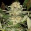 Silent Seeds Classic Cannabis Seeds Critical Mango Feminized